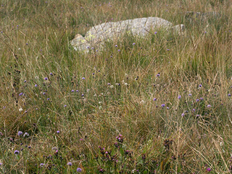 Allium ericetorum Thore